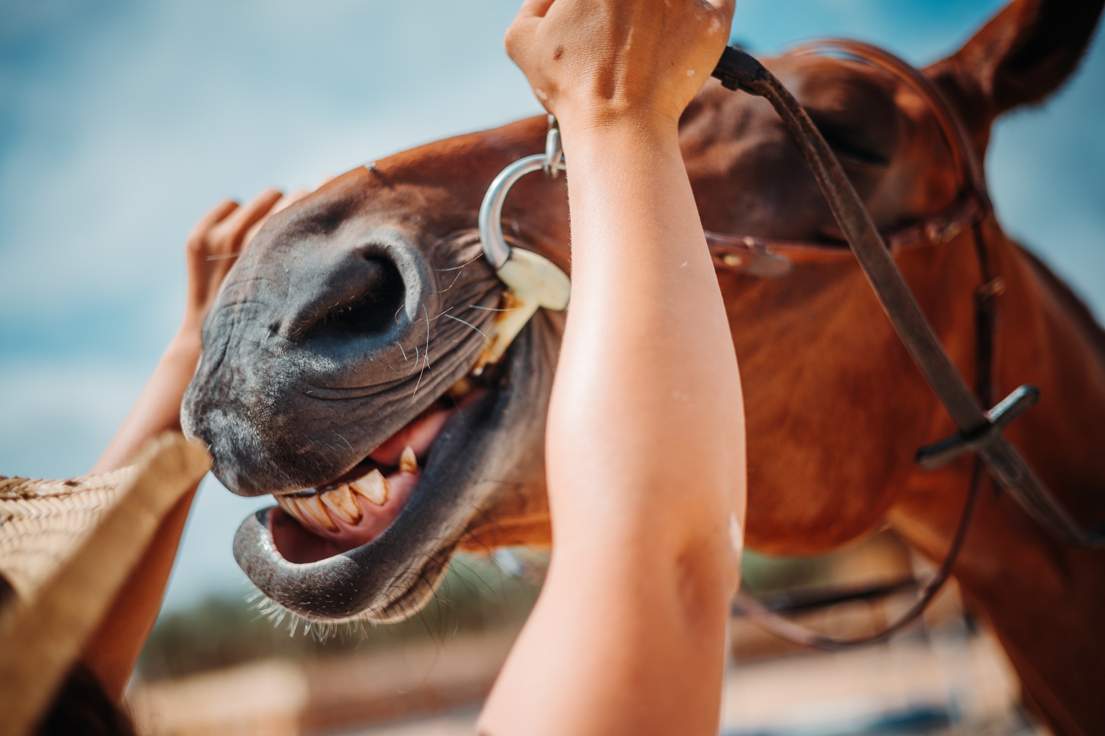 Horse being handled outdoors in bright sunlight.